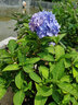 囿光合生物復(fù)合肥花肥植物營(yíng)養(yǎng)顆粒種菜養(yǎng)花化肥肥料含氨基酸復(fù)合肥 營(yíng)養(yǎng)顆粒2斤*1袋（袋裝） 植物營(yíng)養(yǎng)顆粒 曬單實(shí)拍圖