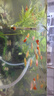 孔雀魚鴻運(yùn)當(dāng)頭觀賞魚小型熱帶淡水好養(yǎng)耐活鳳尾紅頭漁場(chǎng)直發(fā) 鴻運(yùn)當(dāng)頭公母三對(duì) 曬單實(shí)拍圖