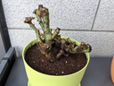 太陽(yáng)花老樁盆栽重瓣玫紅陽(yáng)臺庭院花卉四季開(kāi)花宿根耐寒植物室內外 5年老樁【帶盆】1盆精品-當年開(kāi)花 曬單實(shí)拍圖