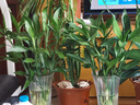 植男植女綠富貴竹水培竹子植物綠植室內(nèi)好養(yǎng)盆栽不帶根發(fā)財6/70cm源頭直發(fā) 曬單實(shí)拍圖