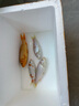 坤寧王魚蟲清魚缸殺蟲藥驅(qū)觀賞魚體內(nèi)外寄生蟲白點(diǎn)頭洞蛋白蟲敵百蟲魚藥 曬單實(shí)拍圖