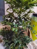 絮嫣 富貴籽紅涼傘年宵花卉黃金萬(wàn)兩室內盆栽植物客廳觀(guān)賞花卉富貴子30-40厘米左右高原土發(fā)貨 曬單實(shí)拍圖