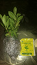 小盆梔子花盆栽四季開花部分帶花苞室內(nèi)綠蘿水培花卉綠植物 低配款：15-20cm【2株】當(dāng)年少量開花 濃香型梔子花【帶花苞】10天開花 曬單實(shí)拍圖