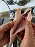 查干湖三去麻鰱魚(yú) 白魚(yú)翹嘴魚(yú)生鮮淡水魚(yú) 去鱗去鰓去內臟凈膛 新鮮冷凍 三去麻鰱魚(yú)3斤（4-6條/斤） 曬單實(shí)拍圖
