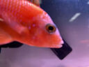 創(chuàng)寧魚缸變頻加熱棒 CN-028-300W 自動恒溫 烏龜小型迷你數(shù)顯加溫器 曬單實拍圖