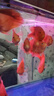 海豚血鸚鵡發(fā)紅飼料中顆粒紅鸚鵡專(zhuān)用魚(yú)糧海豚魚(yú)食鸚鵡魚(yú)飼料潤紅發(fā)色 720g（2800ml）血鸚鵡發(fā)色/紅糧 曬單實(shí)拍圖