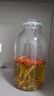 喜碧（Scybe）泡酒容器 密封罐10斤裝泡酒專用瓶泡菜壇子泡酒瓶腌菜瓶潘多拉5L 曬單實拍圖