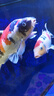 統(tǒng)一 錦鯉飼料 增色增體不渾水魚糧 金魚飼料 成魚主食大顆粒5kg 曬單實(shí)拍圖