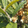 阿爾法蛋AI詞典筆D1 Pro英語點讀筆翻譯筆中小學(xué)生智能點讀筆英漢電子詞典掃描筆學(xué)習(xí)機高中生單詞翻譯機 詞典筆D1Pro+殼膜 32GB 曬單實拍圖