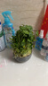 大葉銅錢(qián)草水培植物室內好養魚(yú)缸水草專(zhuān)用水養金錢(qián)草花卉綠植盆栽 銅錢(qián)草帶葉30-50根+營(yíng)養液 曬單實(shí)拍圖