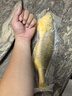 GUO LIAN國聯(lián)三去黃花魚(yú)2條共凈重2斤國產(chǎn)寧德東海大黃魚(yú)中秋聚餐海鮮食材 曬單實(shí)拍圖