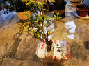 微小石榴樹(shù)苗結果盆景提根造型小品素材花卉園藝綠植物矮霸樁盆栽可以聯(lián)系客服選圖片 一物一拍210 帶盆栽好 曬單實(shí)拍圖