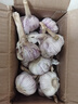 【百萬單爆品】紫白皮蒜水果大蒜超市生鮮蔬菜調(diào)料即食蒜 大蒜 500g 單果3.5-5cm 曬單實拍圖
