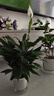 【熱銷款】白掌一帆風(fēng)順盆栽水培植物室內(nèi)花綠植紅掌發(fā)財樹吸甲醛 【店主推薦】特級白掌6-8株帶花+早安盆+營養(yǎng)液 曬單實拍圖