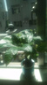 發(fā)財樹(shù)小盆栽花卉綠植物辦公室內綠蘿文竹水培發(fā)財樹(shù)好養桌面植物 【精選】三桿優(yōu)質(zhì)發(fā)財樹(shù)（藍色吸水盆） 曬單實(shí)拍圖
