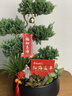 五層塔松盆栽辦公室青松綠植喬遷開(kāi)業(yè)禮物送導師松樹(shù)盆景室內植物 學(xué)術(shù)長(cháng)青【五層塔松盆景】送導師 曬單實(shí)拍圖