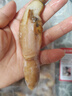 靈略 去殼去沙新鮮大號(hào)蟶子肉 花甲 花蛤 蛤蜊海鮮凈重2斤生鮮 貝類 曬單實(shí)拍圖