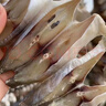 金鯧魚干湛江特大號金昌魚金魚淡水自曬真空淡干新鮮整箱 四條裝  4-5兩 大號超值 曬單實拍圖
