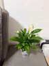 水培白掌一帆風(fēng)順盆栽帶花室內(nèi)客廳植物四季常青好養(yǎng)活新家綠植 A級白掌+早安吸水盆 2盆裝 曬單實拍圖