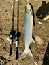 蟲(chóng)王路亞帶秤控魚(yú)器鋁合金控魚(yú)抓魚(yú)鉗多功能控大物夾魚(yú)鉗子路亞鉗銀粉色【帶秤18KG】 曬單實(shí)拍圖