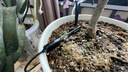 花言草語自動澆花器多泵wifi定時噴霧遠程智能灌溉系統(tǒng)土壤溫濕度澆水神器 2泵標準版 20可調(diào)滴頭 硅膠管 曬單實拍圖
