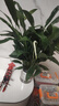 【熱銷(xiāo)款】白掌一帆風(fēng)順盆栽水培植物室內花綠植紅掌發(fā)財樹(shù)吸甲醛 【店主推薦】特級白掌6-8株帶花+早安盆+營(yíng)養液 曬單實(shí)拍圖