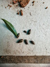 黑騎士茶花 盆栽帶花苞樹(shù)苗新品種花卉綠植庭院陽(yáng)臺嫁接名貴茶梅四季茶花花草林木種植庭院樹(shù)風(fēng)景樹(shù)開(kāi)花茶花 7年苗含盆66cm【推薦款】 不含盆 曬單實(shí)拍圖