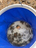 漫生活趕海工具套裝沙灘挖沙玩具鐵鍬鋤頭水桶鏟子夾子耙挖土種菜6件套 曬單實(shí)拍圖