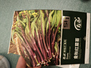 壽禾 廣東四九菜心種子秋冬季四季蔬菜種孑菜籽籽 金秋紅菜苔種子10g 曬單實拍圖