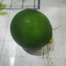 【獨立包裝】新鮮現摘青檸檬非無(wú)籽檸檬茶飲搭檔 單果80克 青檸檬1粒嘗鮮裝 曬單實(shí)拍圖