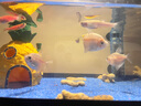 闊庭（KUOTING）魚缸水族箱生態(tài)桌面魚缸新款懶人魚缸過濾制氧一體機黑色【大號】 曬單實拍圖
