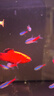 米家（MIJIA）智能生態(tài)魚缸還原自然生態(tài) 智能魚缸+濾芯套裝 曬單實(shí)拍圖