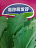 板藍根青菜種子烏斯曼種板藍根菘油1號籽種四季種植陽(yáng)臺蔬菜種孑 (種)板藍根菘油菜4包到手6 曬單實(shí)拍圖