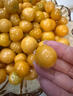南步東北姑娘果 【順豐到家】黃菇娘燈籠果涼小金豆薄皮姑鳥新鮮水果 5斤 精選【單果7-9g】普快 曬單實(shí)拍圖