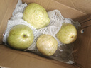 黃金奶油芭樂(lè )軟糯番石榴新鮮水果低卡輕食 3斤（帶箱） 曬單實(shí)拍圖