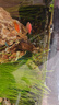畫法幾何魚缸背景貼紙 小米米家智能魚缸專用亞克力板魚缸背景板壁紙壁畫 洞穴水草 曬單實(shí)拍圖