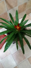 鴻運(yùn)當(dāng)頭盆栽大盆適合客廳擺放的花家養(yǎng)花卉植物室內(nèi)花好養(yǎng)活四季 鴻運(yùn)當(dāng)頭【簡(jiǎn)易盆】+營(yíng)養(yǎng)液 含盆 曬單實(shí)拍圖