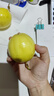 京鮮生 黃金百香果 2斤裝 約13-15粒 單果約70g 酸甜欽蜜 生鮮水果 曬單實(shí)拍圖