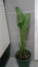 進(jìn)口彩色馬蹄蓮種球花種花卉盆栽四季種易活開(kāi)花不斷陽(yáng)臺室內盆栽 馬蹄蓮菲戈種球球5-7cm(1個(gè)球) 曬單實(shí)拍圖