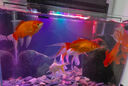 倍羽斯2號(hào) 觀賞魚(yú)缸生態(tài)除藻去綠水青苔黑毛藻魚(yú)池黑毛水藻除藻劑 三瓶裝（除藻綠水/分解/去渾）楊科長(zhǎng)推薦 曬單實(shí)拍圖