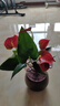 紅掌水培盆栽室內(nèi)易養(yǎng)水生花卉白掌綠植一帆風(fēng)順客廳觀花植物粉掌 紅掌1顆（不含其他） 整體高度（28-35cm） 曬單實(shí)拍圖