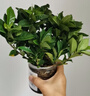 小盆梔子花盆栽四季開花不帶花苞室內(nèi)綠蘿水培花卉綠植物好養(yǎng)易活 中配款：15-20cm【帶花苞5株】開花飄香99平 濃香型梔子花【帶花苞】10天開花 曬單實(shí)拍圖