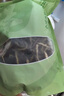 鮮窩窩 海茸絲120g 海茸干海筍干海菜冰筍海龍筋 涼拌菜海鮮素食 曬單實(shí)拍圖