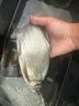 一包搞定釣魚(yú)餌料四季通殺鯽魚(yú)野釣鯉魚(yú)草魚(yú)垂釣野釣水庫黑坑通用 1包【體驗裝】 曬單實(shí)拍圖