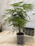 花行榜文竹盆栽花卉盆景植物水培好養(yǎng)綠植四季大文竹（原土球）源頭直發(fā) 曬單實(shí)拍圖
