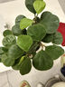 貴秘書小盼菩提樹菩提盆栽帶果禪意室內(nèi)綠植客廳辦公室桌面招財擺件植物 精品菩提+基地原盆（塑料盆） 帶盆栽好【帶10-15個果】 曬單實拍圖