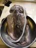 昌鮮園舟山原汁大墨魚超大新鮮海鮮目魚鮮活冷凍生鮮目魚墨魚仔烏賊整只 【500g/只】大號(hào)墨魚1只 曬單實(shí)拍圖