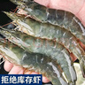 鮮享純【青島蝦】超大蝦新鮮大蝦冷凍鮮活青島大蝦批發(fā)整箱基圍蝦青蝦 15-17厘米鮮蝦速凍 3斤(凈重) 曬單實(shí)拍圖