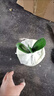 精品長(zhǎng)春名貴短葉君子蘭精品爆粒王麻臉油匠小型立板盆栽綠植花卉 花魁爆粒短王3葉苗 帶盆栽好 曬單實(shí)拍圖