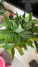 行湘發(fā)財樹(shù)盆栽綠植 精品大三桿發(fā)財樹(shù)+大號財源茂盛陶瓷盆 源頭直發(fā) 曬單實(shí)拍圖